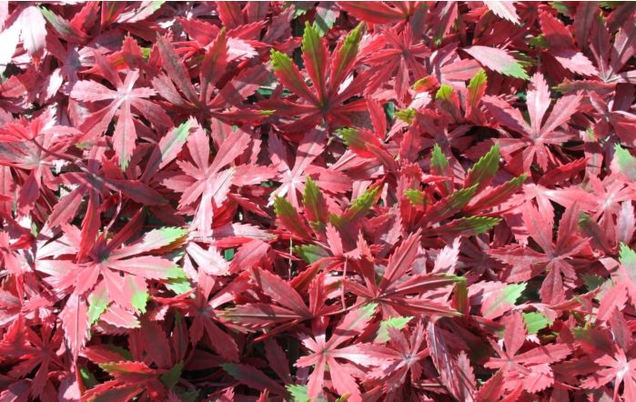 Wonder-Wal Artificial Wall Screening Red Acer